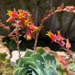 Echeveria secunda花