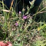 Symphyotrichum sericeum Leaf