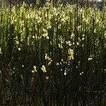 Salix viminalis Virág