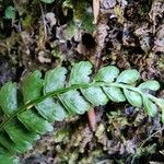 Asplenium viride Blatt