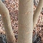 Grevillea robusta Bark