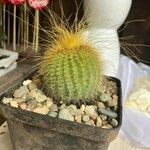 Parodia lenninghausii Fuelha