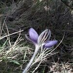 Crocus corsicus Flower