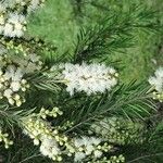 Melaleuca alternifolia Çiçek
