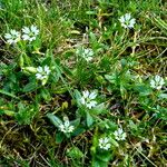 Cerastium arvense Hàbitat