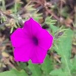 Petunia integrifolia Květ