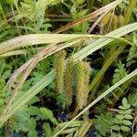 Carex pseudocyperus Fruitua