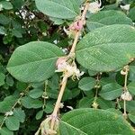 Lonicera fragrantissimaFloare