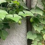 Sechium edule Φύλλο