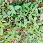Desmodium scorpiurus Folha