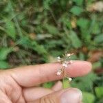 Circaea × intermedia Квітка