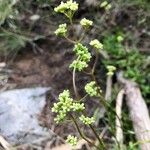 Crassula pubescens Cvet