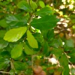 Streblus asper 葉