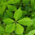 Panax quinquefolius Blad