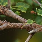 Vachellia tortuosa چھال