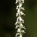Anarrhinum pedatum Flower