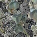 Dipcadi serotinum Fruit