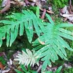 Polypodium cambricumLevél