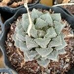 Haworthia bolusii 葉