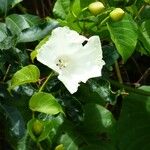 Merremia peltata Fiore