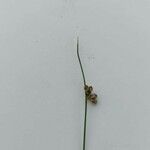 Juncus filiformis Fruit