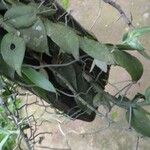 Angraecum angustipetalum Лист