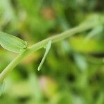 Linaria micrantha Leaf