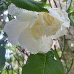 Rosa banksiae Floare
