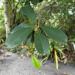 Manilkara obovata पत्ता