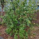 Solanum laciniatum Habitus