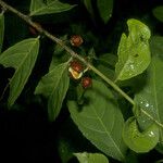 Casearia guianensis Fruit