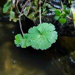 Geranium argenteum Лист