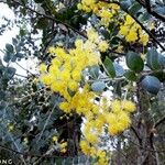 Acacia podalyriifolia Flor