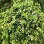 Juniperus communisPlod