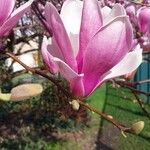 Magnolia × soulangeana Квітка