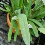 Nerine sarniensis Leaf