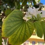 Bauhinia forficata Liść