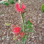 Callistemon citrinusVirág