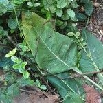 Inula helenium Blad