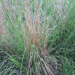 Carex stricta Leaf