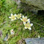 Saxifraga bryoides Fleur