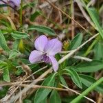 Viola arborescensBlüte