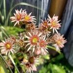 Sempervivum tectorum花