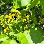 Bunchosia armeniaca Flower