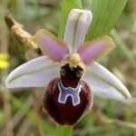 Ophrys arachnitiformis മറ്റ്