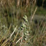 Alyssoides utriculata Plod