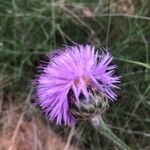 Mantisalca salmantica Flower