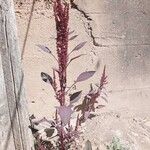 Amaranthus cruentus ഇല