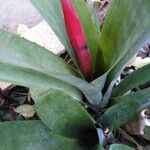 Billbergia vittata Leaf