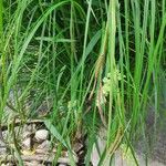 Carex elata Virág